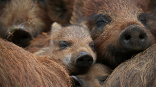 Bears group grass nature portrait - free animals wallpaper