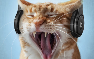 Cat yawning headphones furry photorealistic - headphone free wallpaper