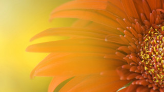 Bright orange flower yellow blurry - orange flower free wallpaper for desktop