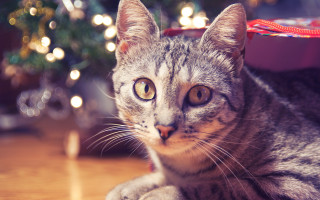 Cat christmas tree bokeh lights - free christmas wallpaper