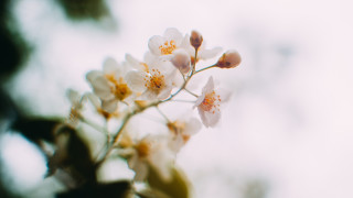 White daisy lily flower shallow - a blurry background behind free wallpaper