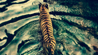 Tiger swimming water ripple photorealistic - the waters surface free wallpaper