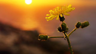 Dandelion sunset backlight macro sky - backlight free wallpaper