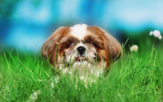 Small dog in grass blurry - his eye free wallpaper
