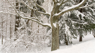 Snow covered forest large tree - forest free wallpaper