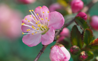 Pink flower branch bokeh macro 2 - other flower free wallpaper