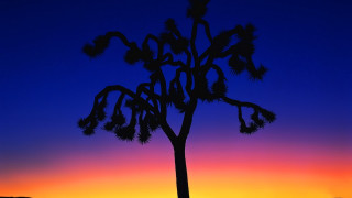 Silhouette tree sunset clouds bamboo - fauvism free wallpaper for desktop