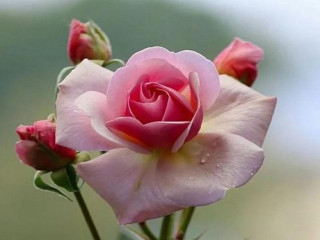 Pink rose green stem white - a pink center free wallpaper