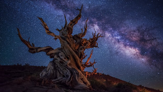 Tree stump star filled sky - a tree stump free wallpaper