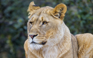 Lion closeup camera blurry background - a blurry background of trees free wallpaper