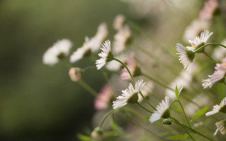 White flowers green stems blurry 4 - green stem and leaves free wallpaper
