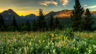 Wildflowers trees mountains sunset clouds 2 - a sky free wallpaper