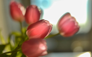 Pink flowers vase blurry window - a close up of a bunch free wallpaper for desktop
