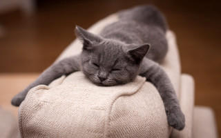 Cat sleeping couch blurry photorealistic - flat free wallpaper