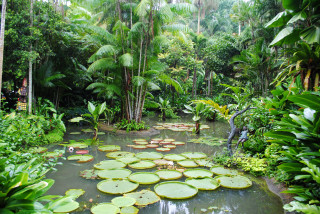 Tropical pond lily pads waterfall - free landscape wallpaper