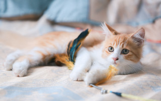 Kitten playing toy bed blurry 2 - feather free wallpaper