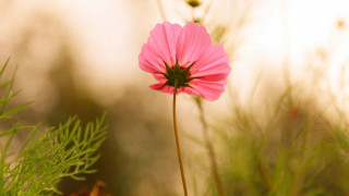 Pink flower field blurry nature - cindy wright free wallpaper for desktop