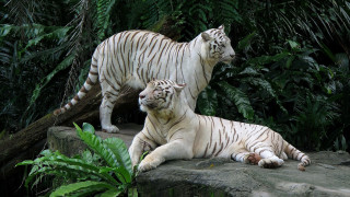 White tigers rock jungle nature - the jungle free wallpaper