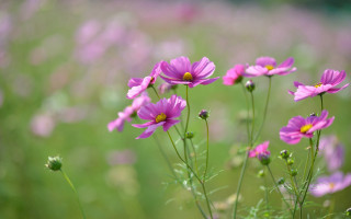 Purple flowers bokeh macro daisy - yellow center free wallpaper
