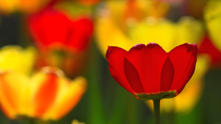 Red flower yellow field green - red petal free wallpaper
