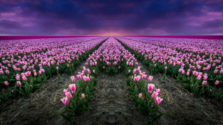 Pink tulips purple sky clouds - affinity photo free wallpaper