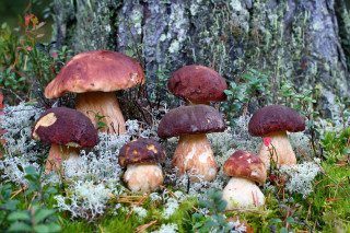 Mushrooms mossy ground forest autumn - a group of mushrooms free wallpaper