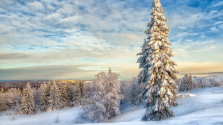 Snowy tree landscape mountain lake - naturalism free wallpaper