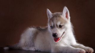 Shiba inu blue eyes dog - a brown wall free wallpaper