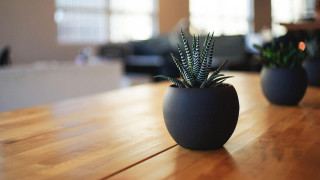 Plants couch table minimalism shallow - a table together free wallpaper