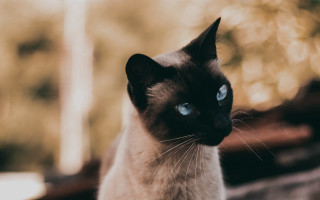 Siamese cat blue eyes portrait - aestheticism free wallpaper