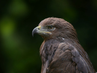 Bird prey closeup openmouth teeth - prey free wallpaper