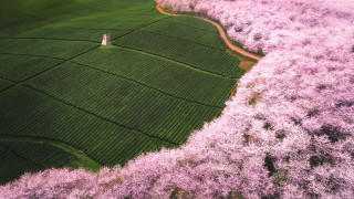 Field trees person tiltshift aerial - a couple of trees free wallpaper