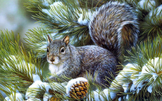 Squirrel pine snow branches pinecones - a pine tree free wallpaper