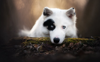 White dog black spots sad 2 - black spot free wallpaper