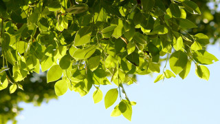 Tree leaves blue sky clouds 4 - de hirsh margule free wallpaper