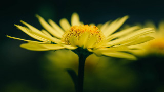 Yellow flower green background blurry 5 - free textures wallpaper