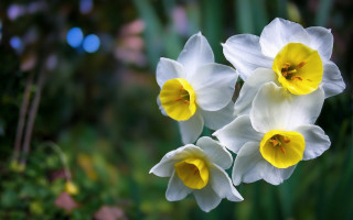 White yellow flowers green bokeh - christopher williams free wallpaper