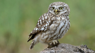 Small owl rock green background - a small owl free wallpaper