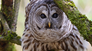Owl moss face closeup nature - a close up of an owl free wallpaper