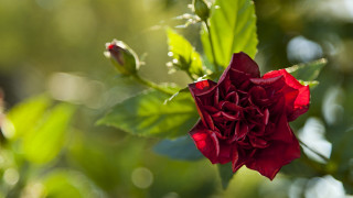 Red flower green leaves rococo 2 - a red flower free wallpaper