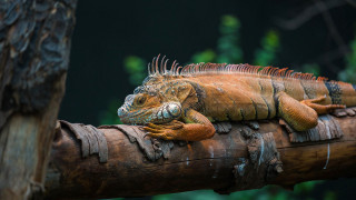 Large lizard branch jungle photography - david young cameron free wallpaper