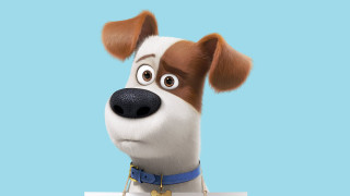 Dog sign blue border conner - a blue border free wallpaper