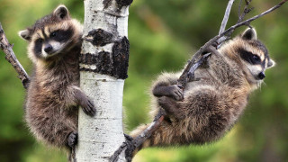 Raccoons climbing tree forest ecological - a tree in a forest free wallpaper