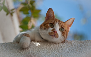 Cat white surface tree branch 2 - a tree branch free wallpaper for desktop