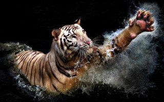 Tiger swimming planet starry sky - a tiger free wallpaper