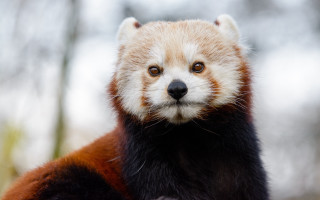 Red panda sad look trees - his face and chest free wallpaper