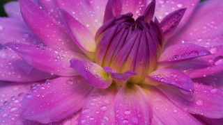 Purple flower water droplets macro 2 - a few other thing free wallpaper