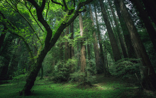 Forest tall trees green grass - free forest wallpaper