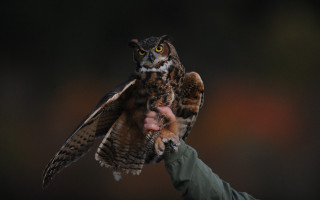 Owl yellow eyes wings hand - an owl free wallpaper