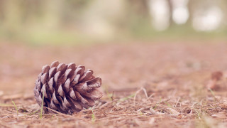 Pinecone grass dirt trees ecological - a pine cone free wallpaper